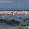 flamants roses