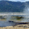 geysers et flamants