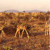 girafes dans la savane