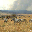 savane et feu de brousse