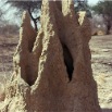 termitiere.jpg